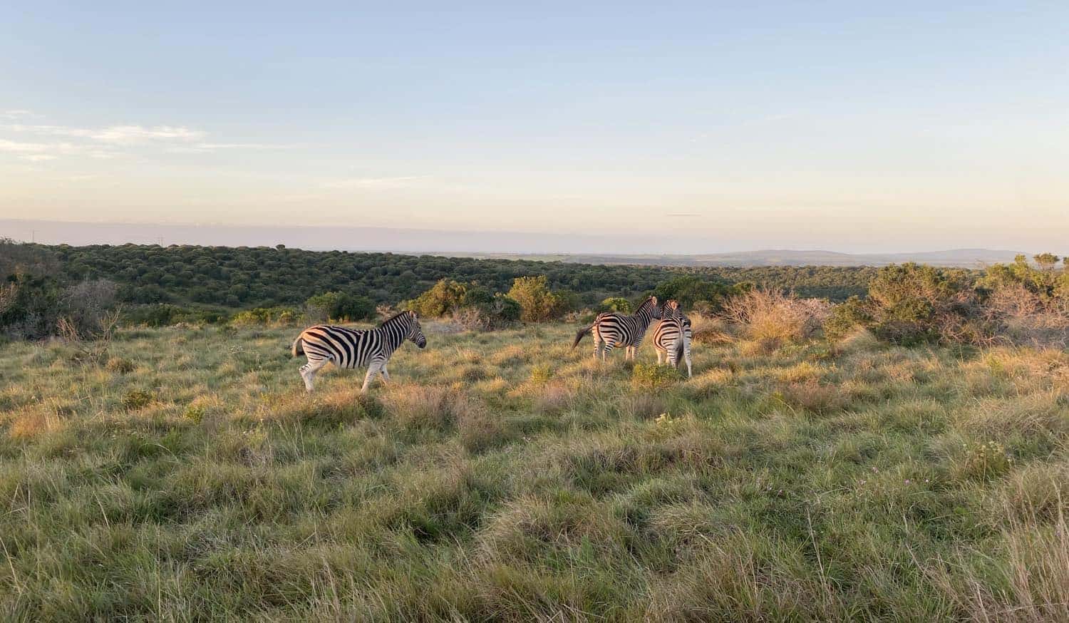 Zebraer i Sydafrika