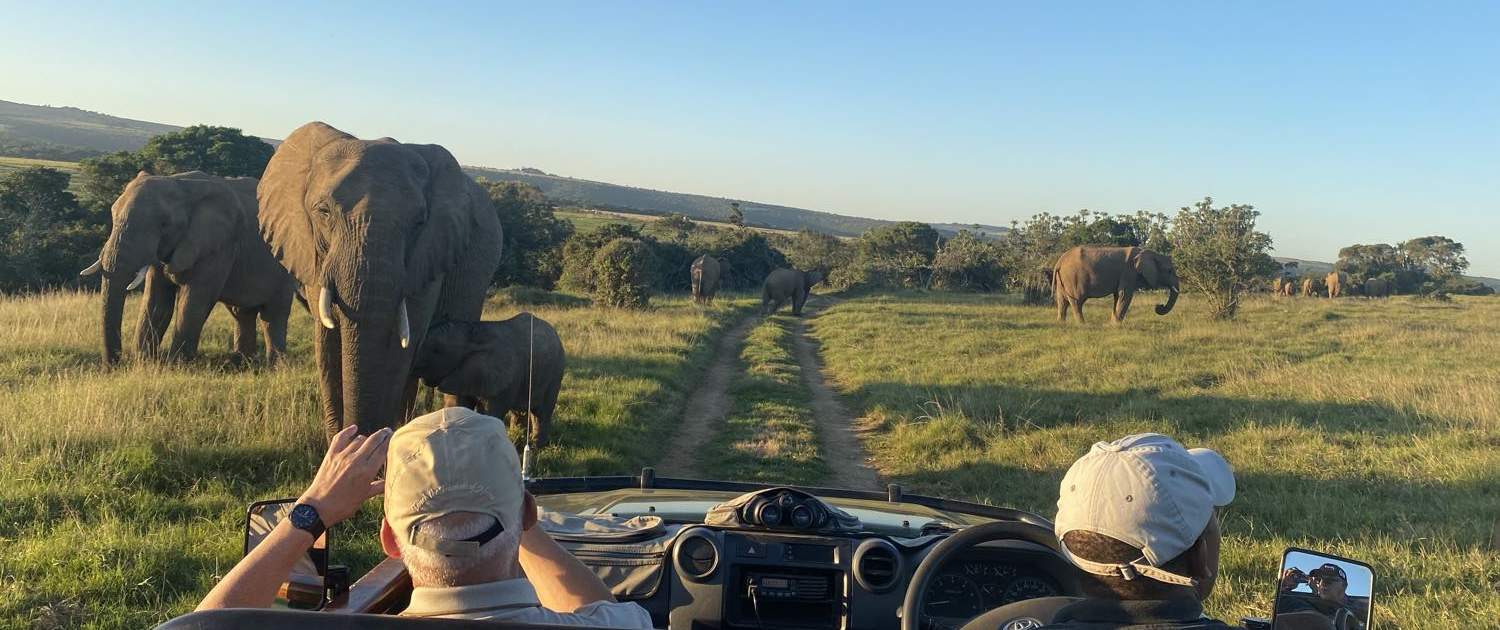 Elefanter på rejse til Sydafrika