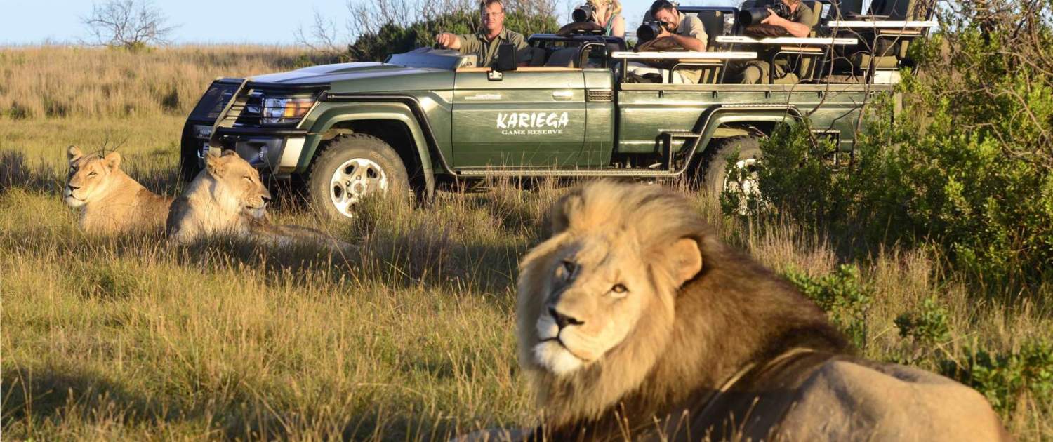 Løve I Kariega i Sydafrika