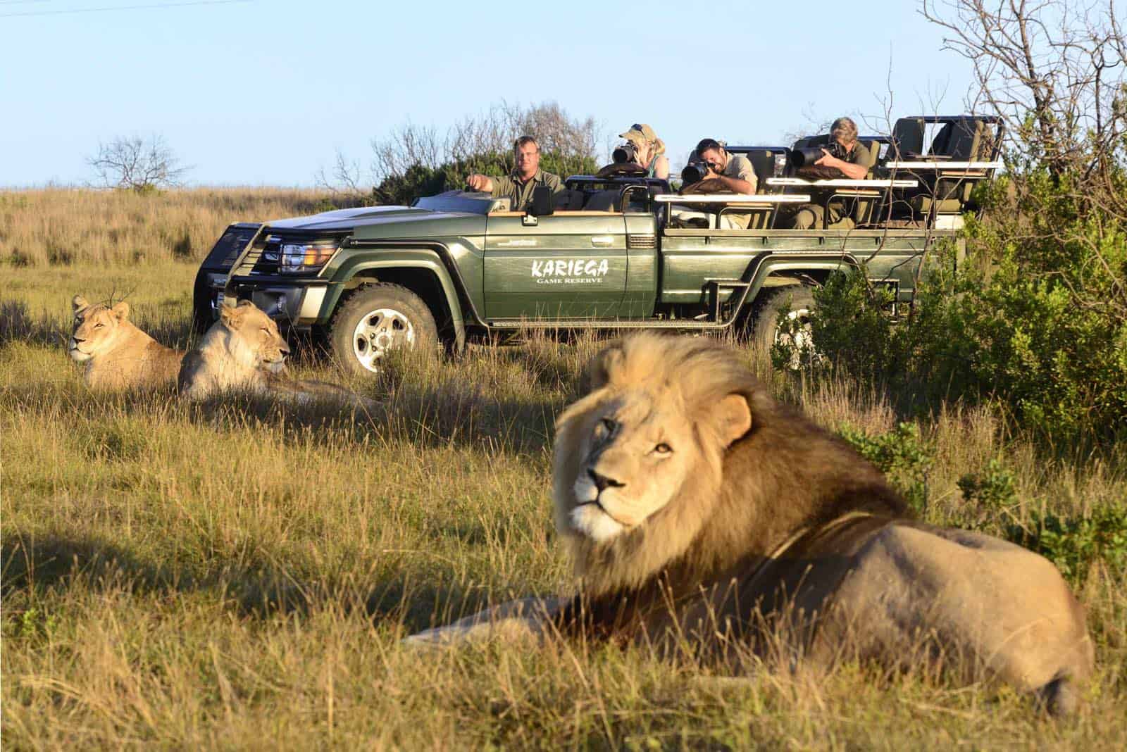 Løve I Kariega i Sydafrika