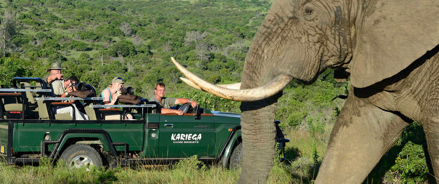 elefant tæt på bil