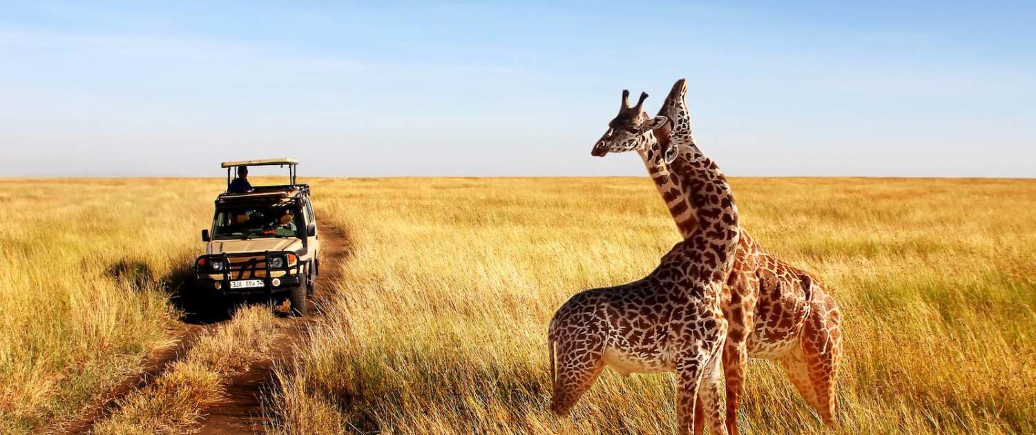 Giraffer på safari i Serengeti i Tanzania
