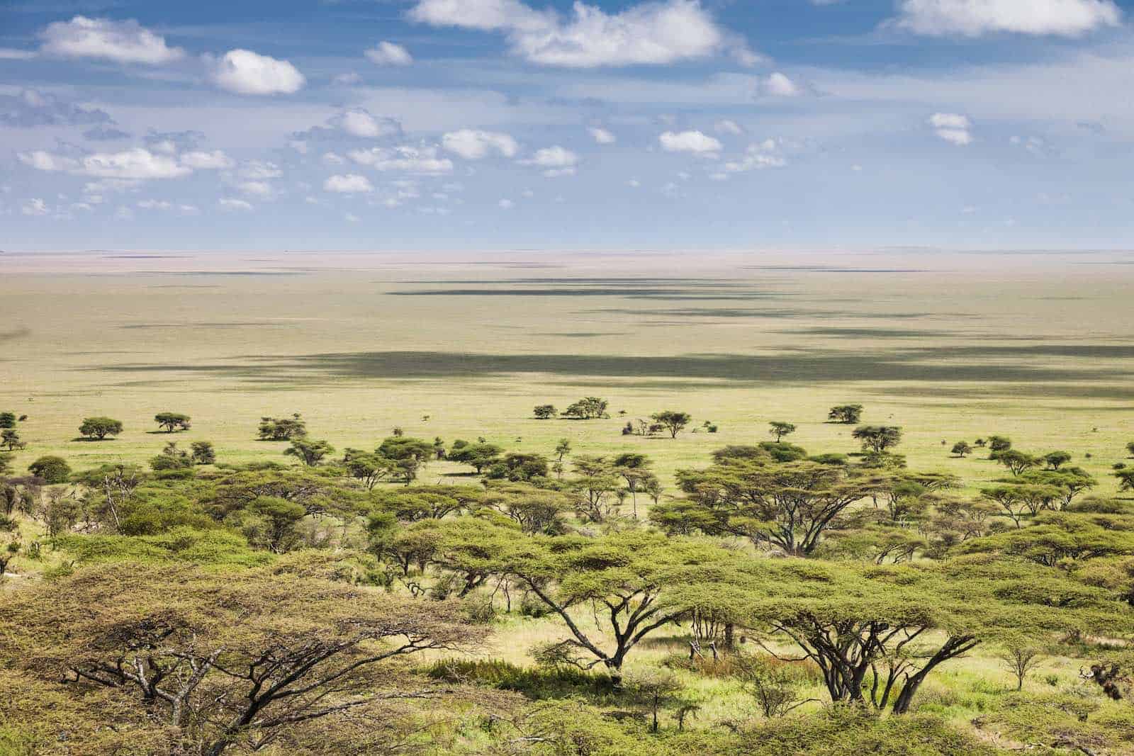 Serengeti på rejser til Tanzania