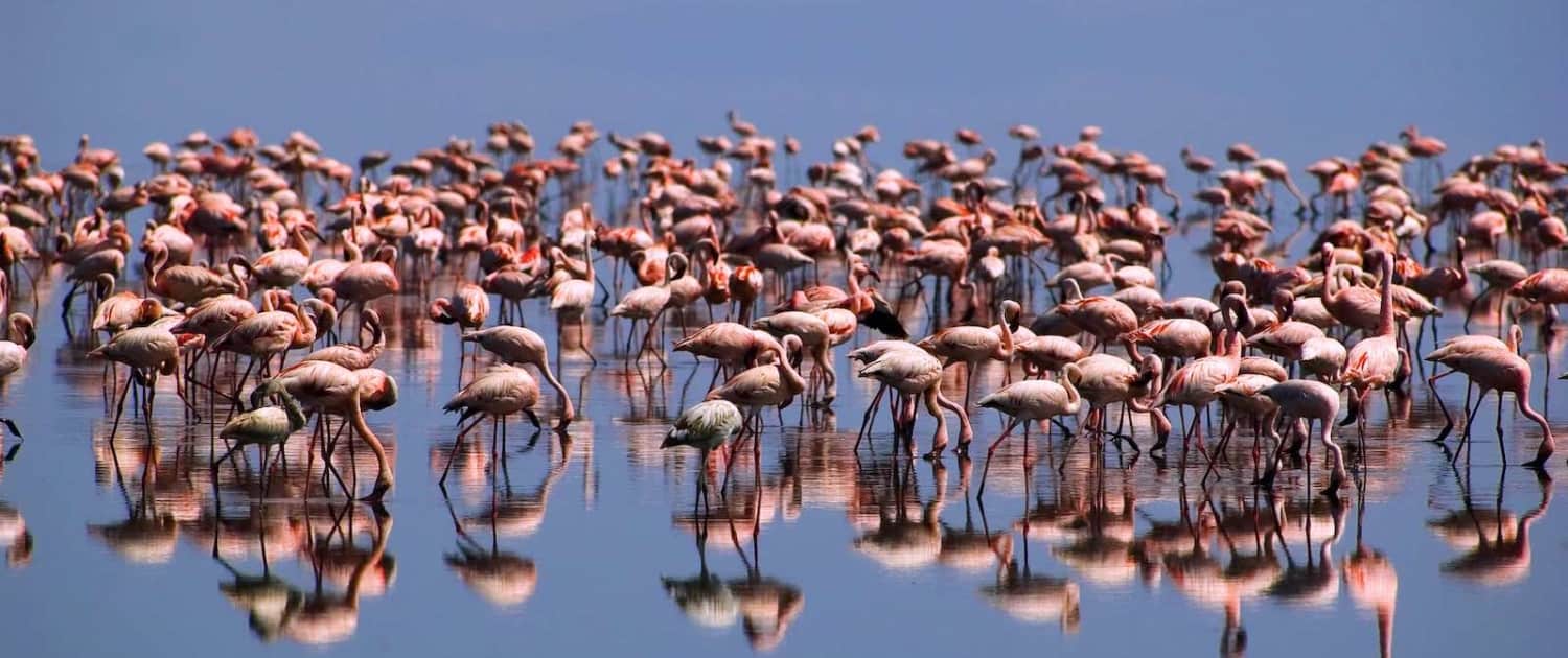 Flamingoer ved Lake Natron, Tanzania