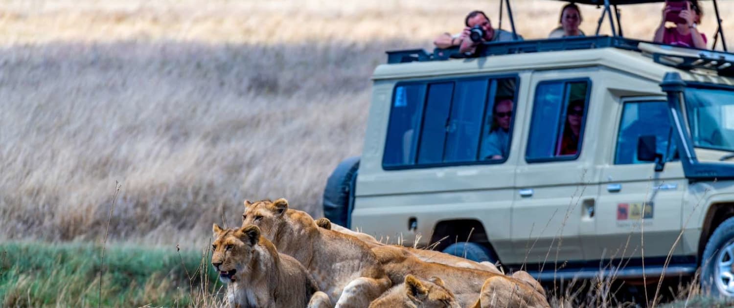 Løver i Serengeti