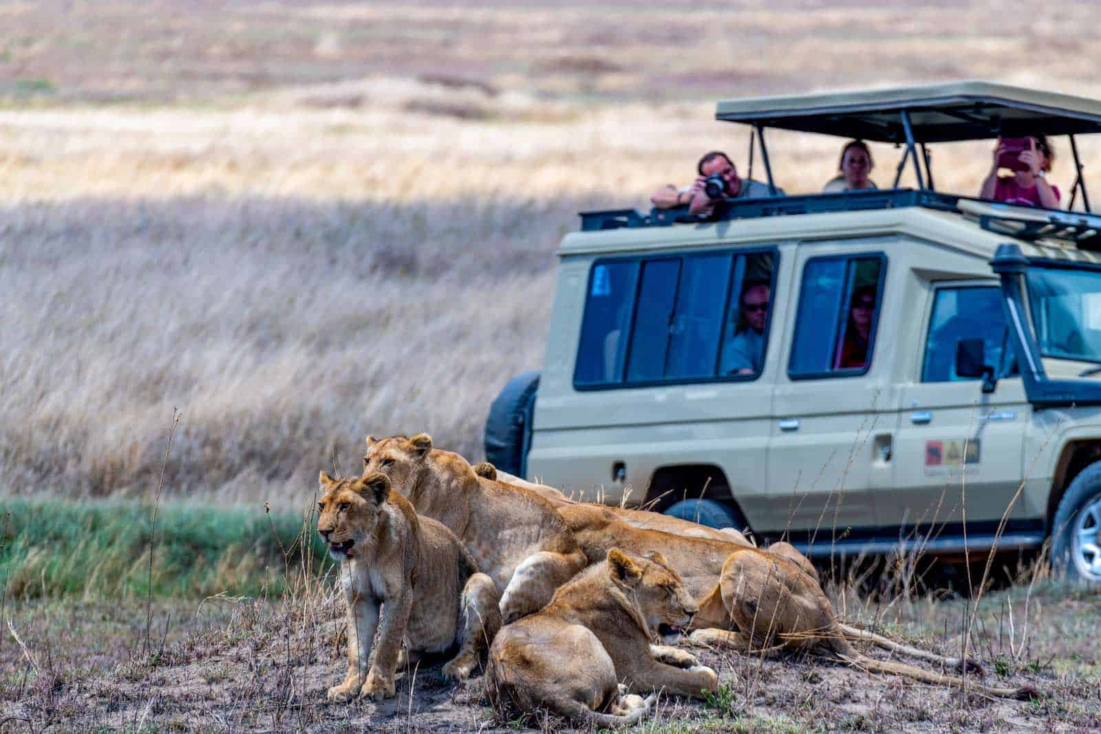 Løver i Serengeti