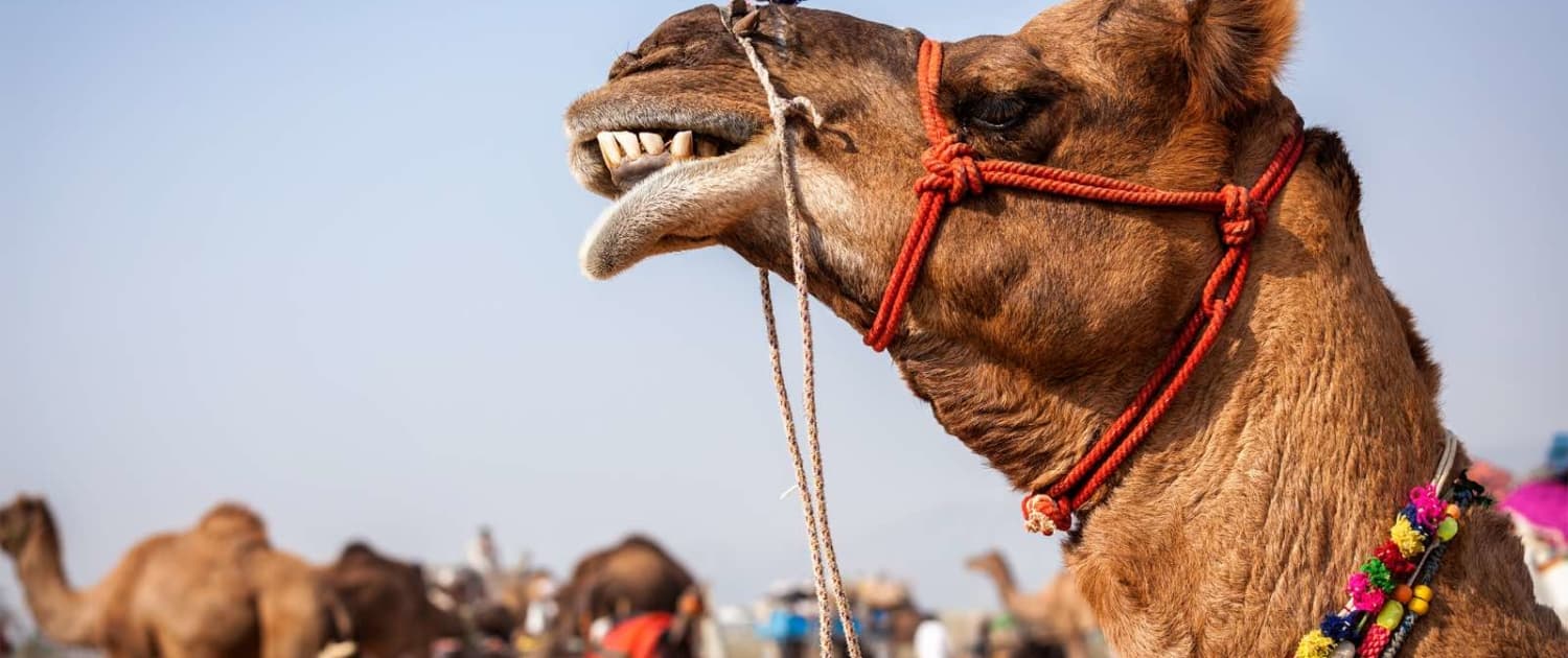 kamelmarked i Puskhar