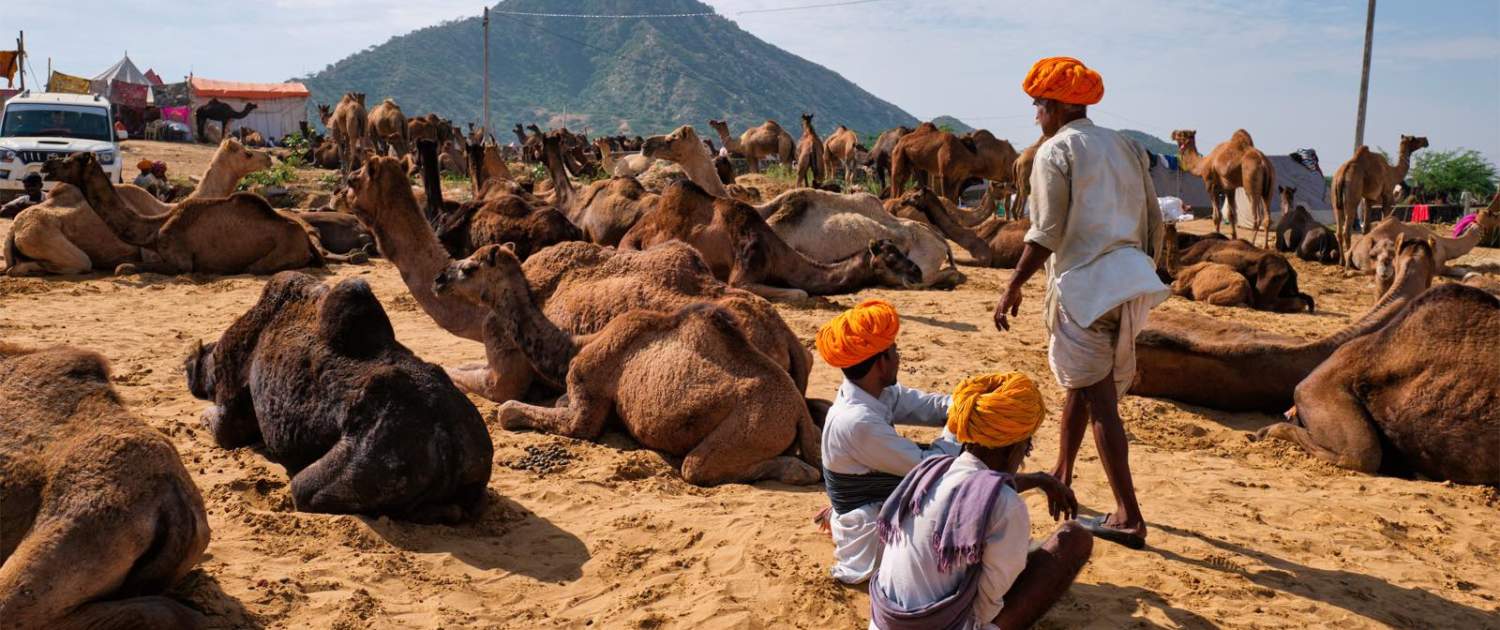 Kamelmarked i Pushkar