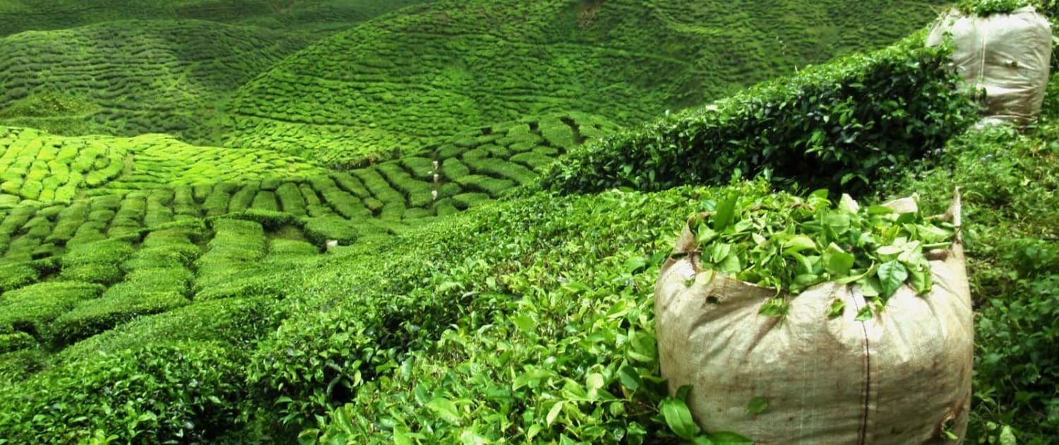 Teplantage på rejse til Darjeeling