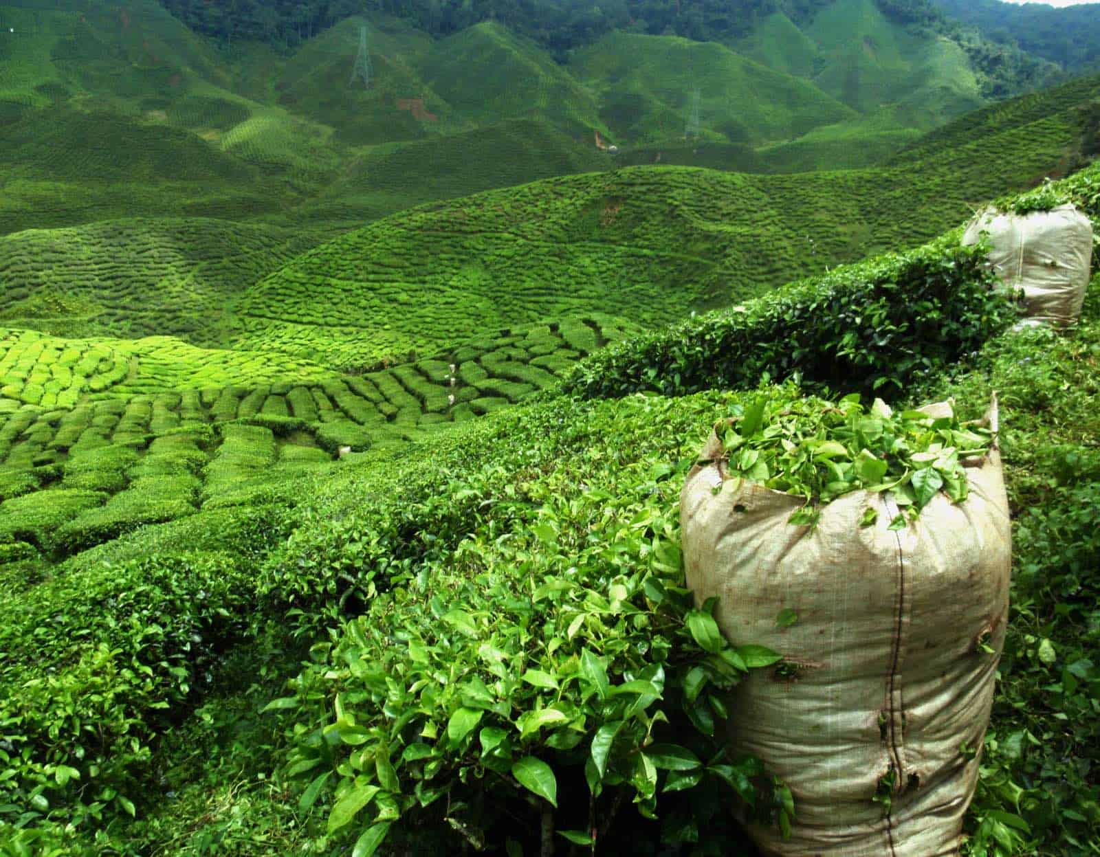 Teplantage på rejse til Darjeeling