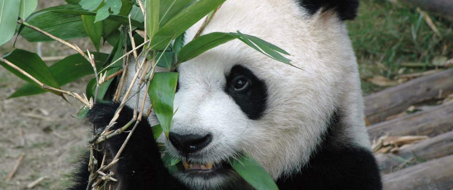 Kæmpepanda i Chengdu på rejse til Kina
