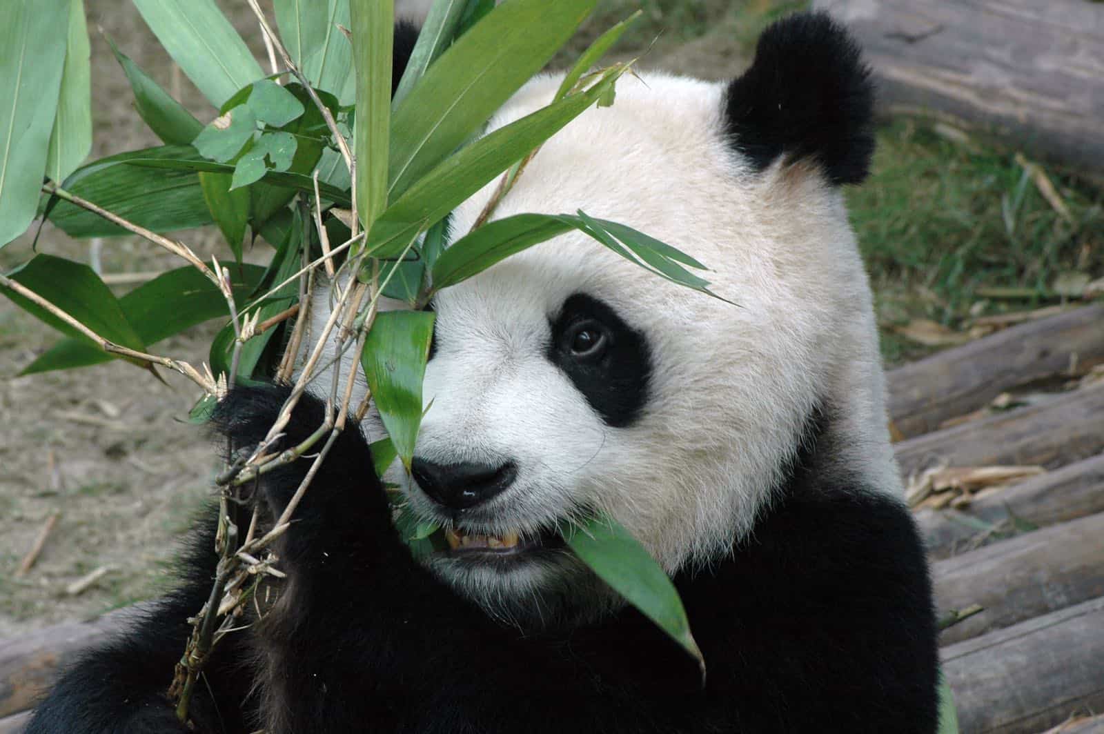 Kæmpepanda i Chengdu på rejse til Kina