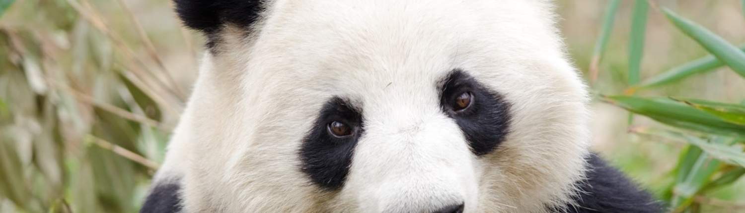 Stor panda i Chengdu på rejse til Kina