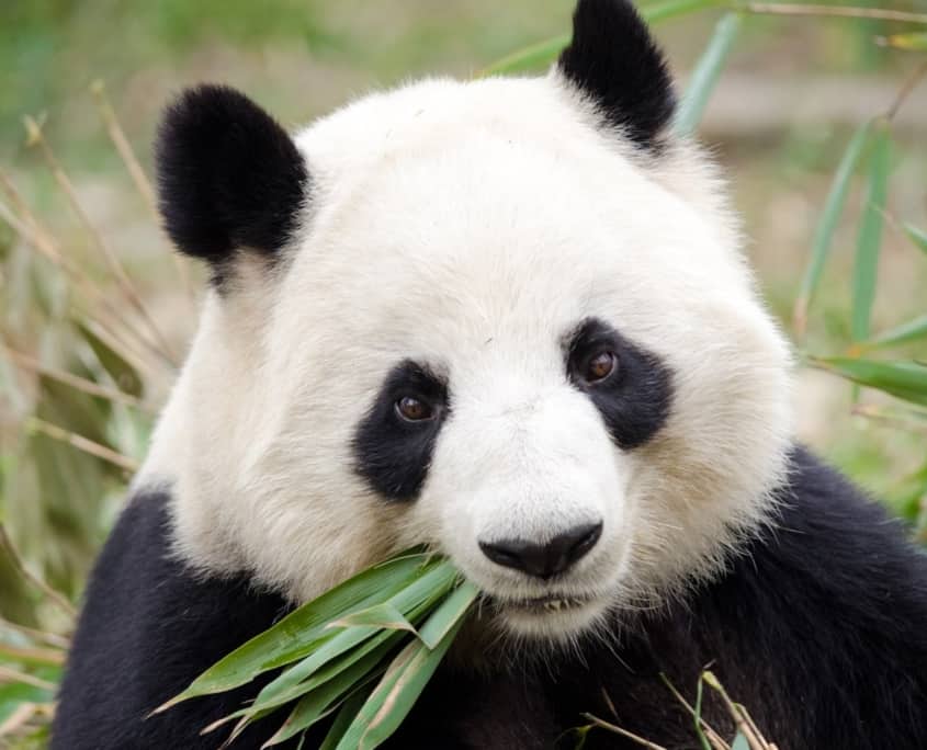 Stor panda i Chengdu på rejse til Kina