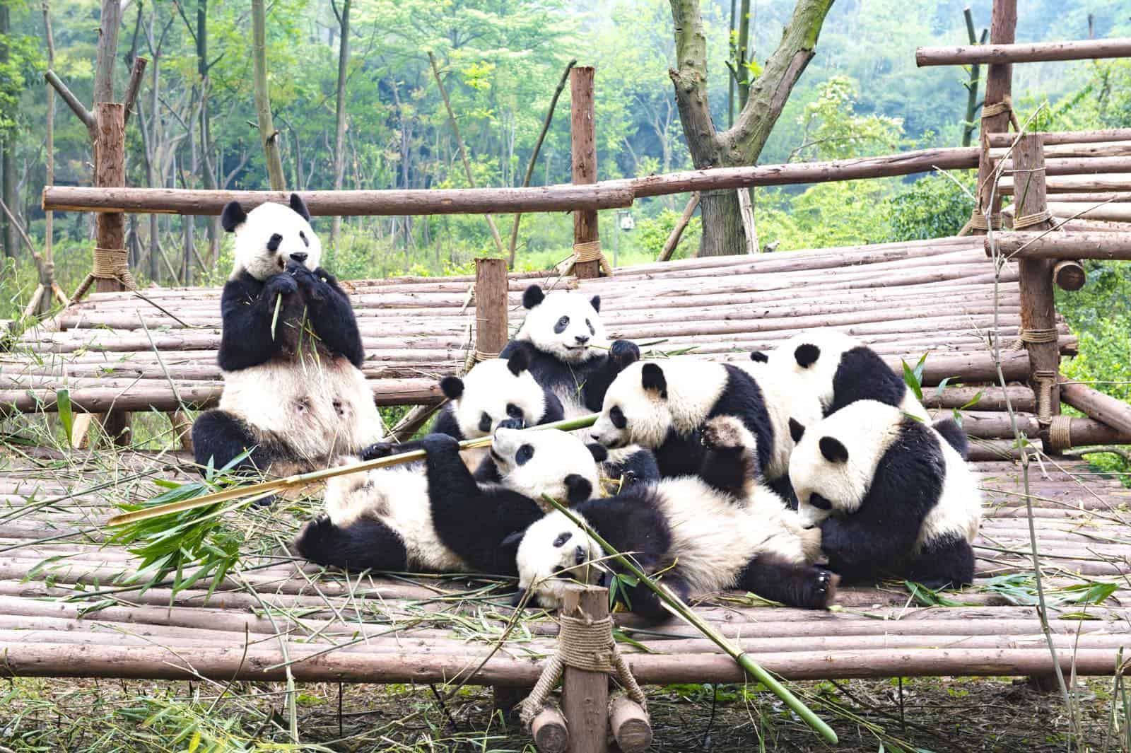 Stor panda i Chengdu på rejser til Kina