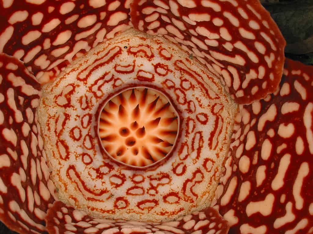 Rafflesia - verdens største blomst - Borneo