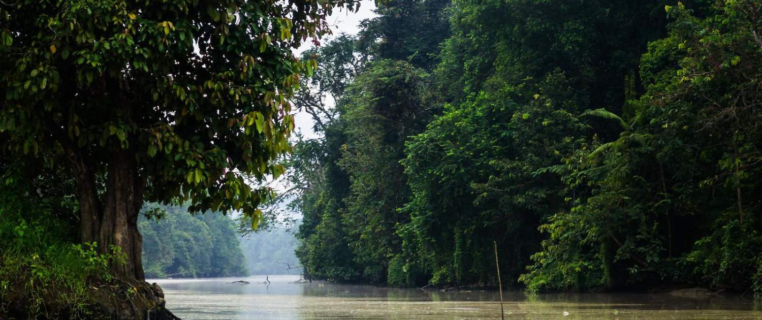 kinabatangan flod på Borneo