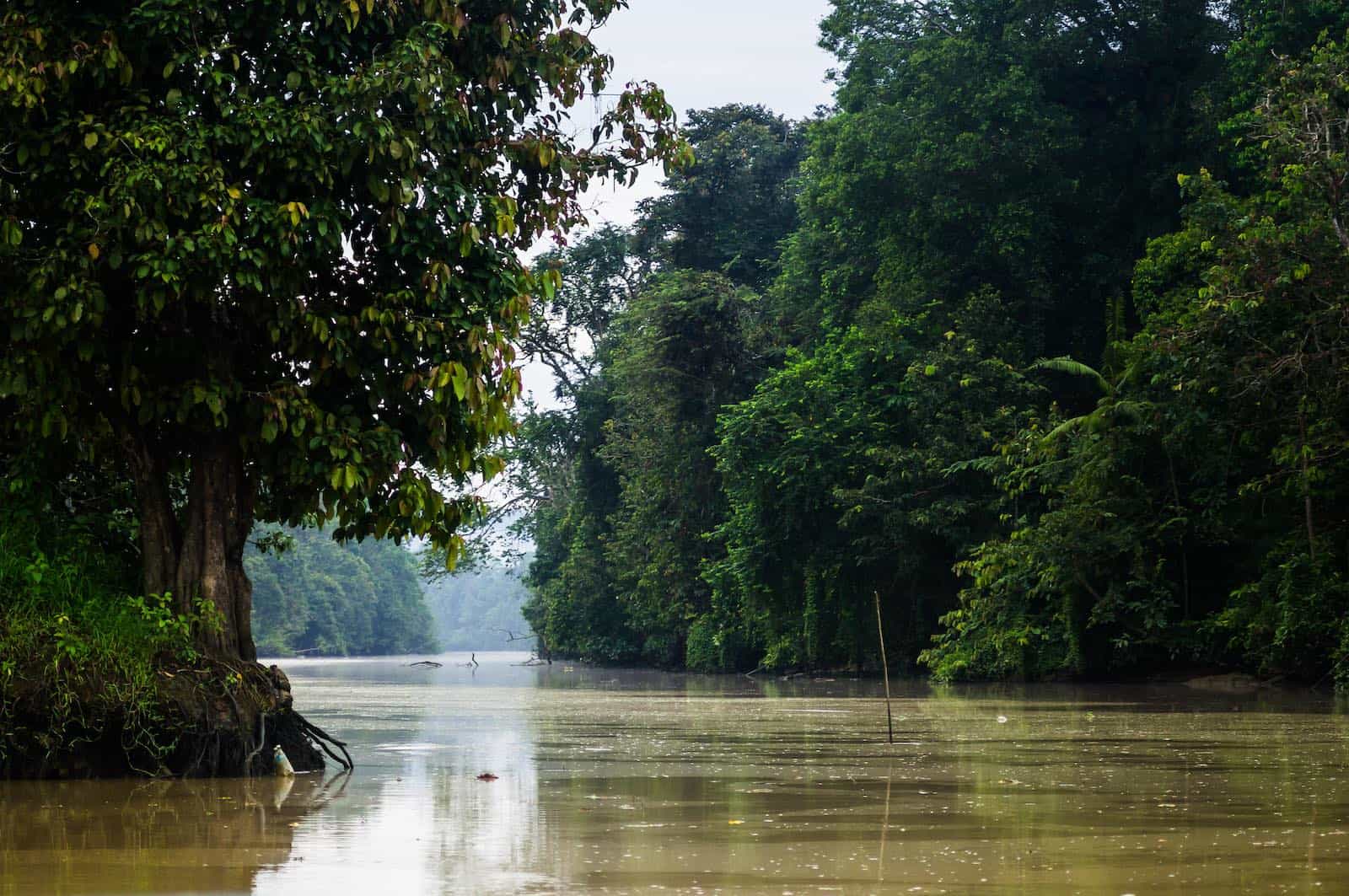kinabatangan flod på Borneo