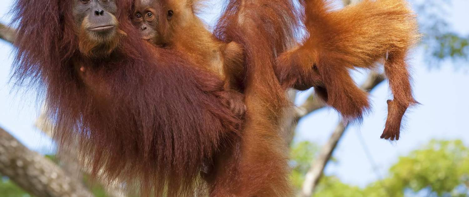 orangutan på rejser til Borneo