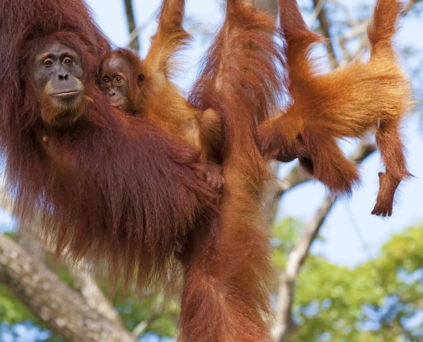 orangutan på rejser til Borneo
