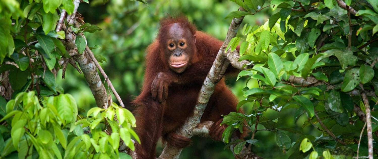Orangutang på rejse til Borneo