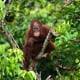 Orangutang på rejse til Borneo