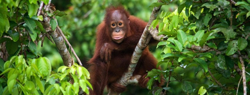 Orangutang på rejse til Borneo