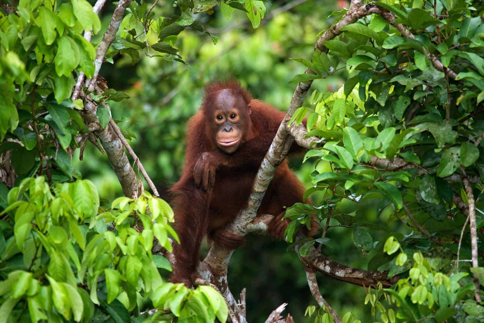 Orangutang på rejse til Borneo