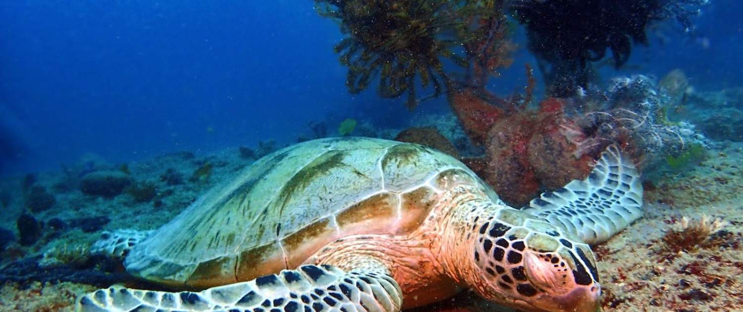 Havskildpadde på rejse til Borneo