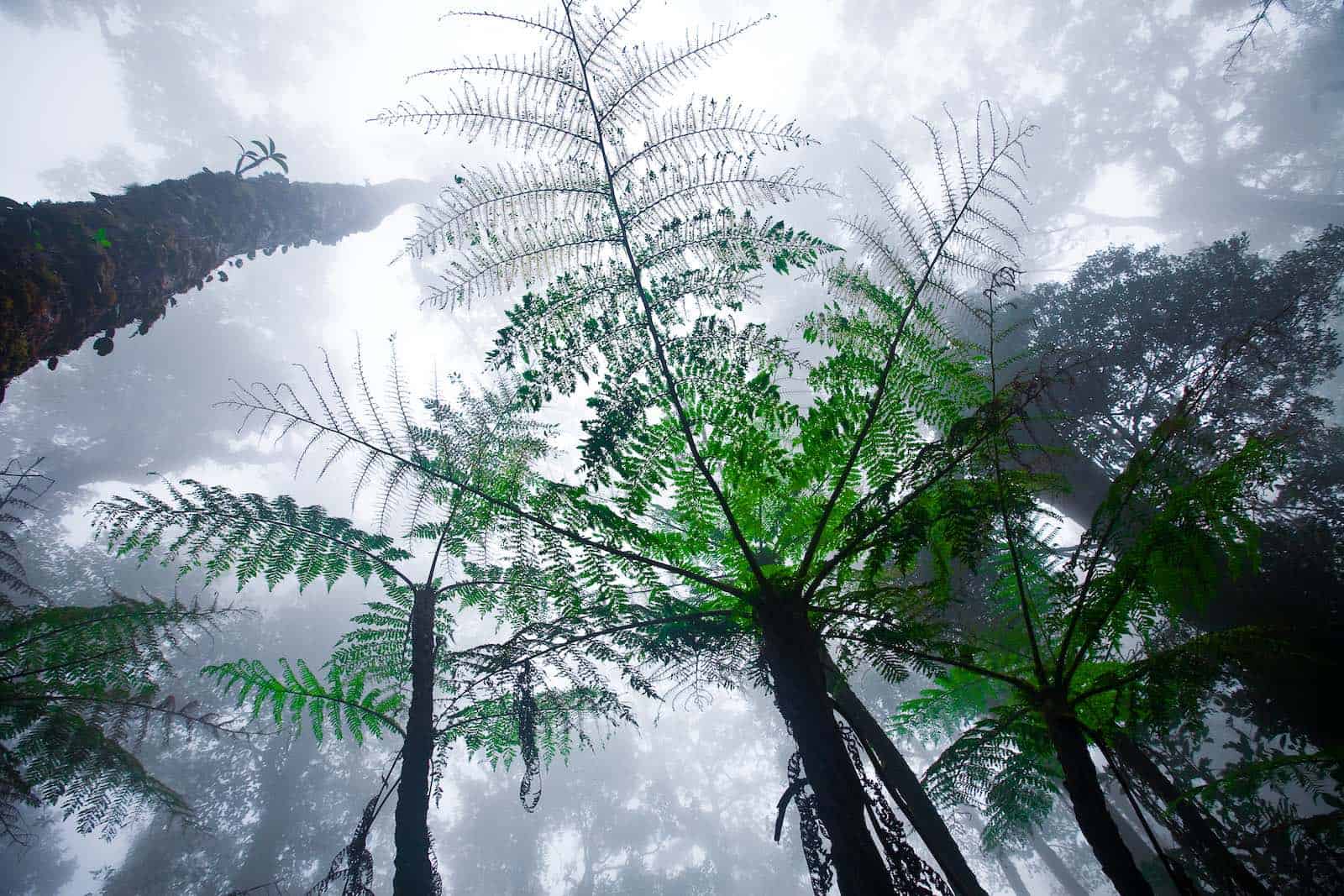 tågeskov mount kinabalu på Borneo