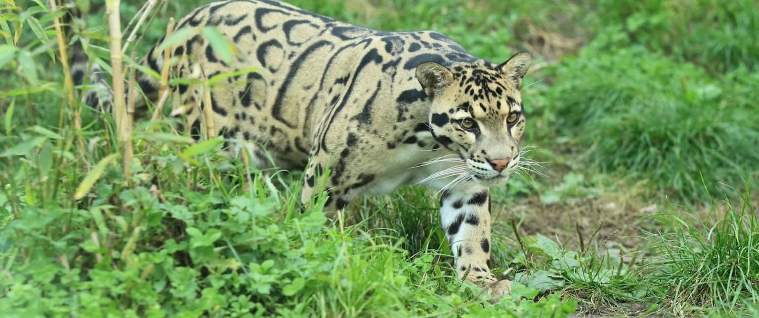 træleopard på Borneo