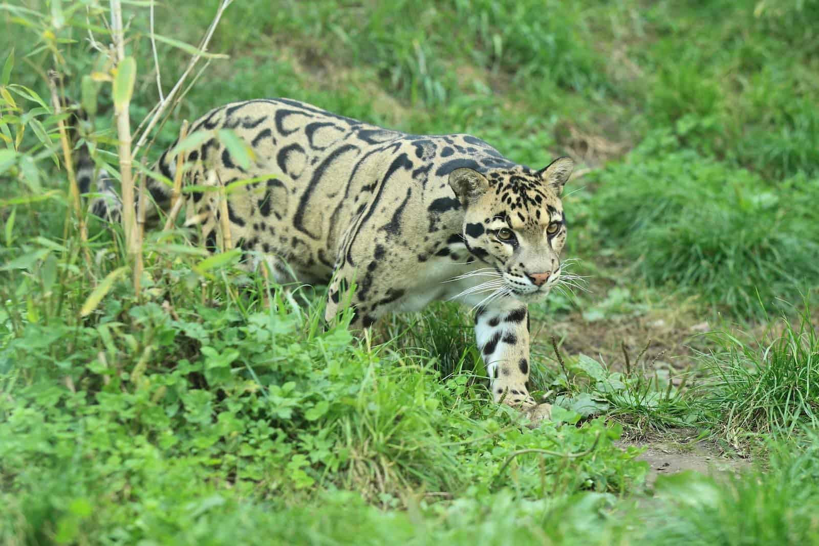 træleopard på Borneo