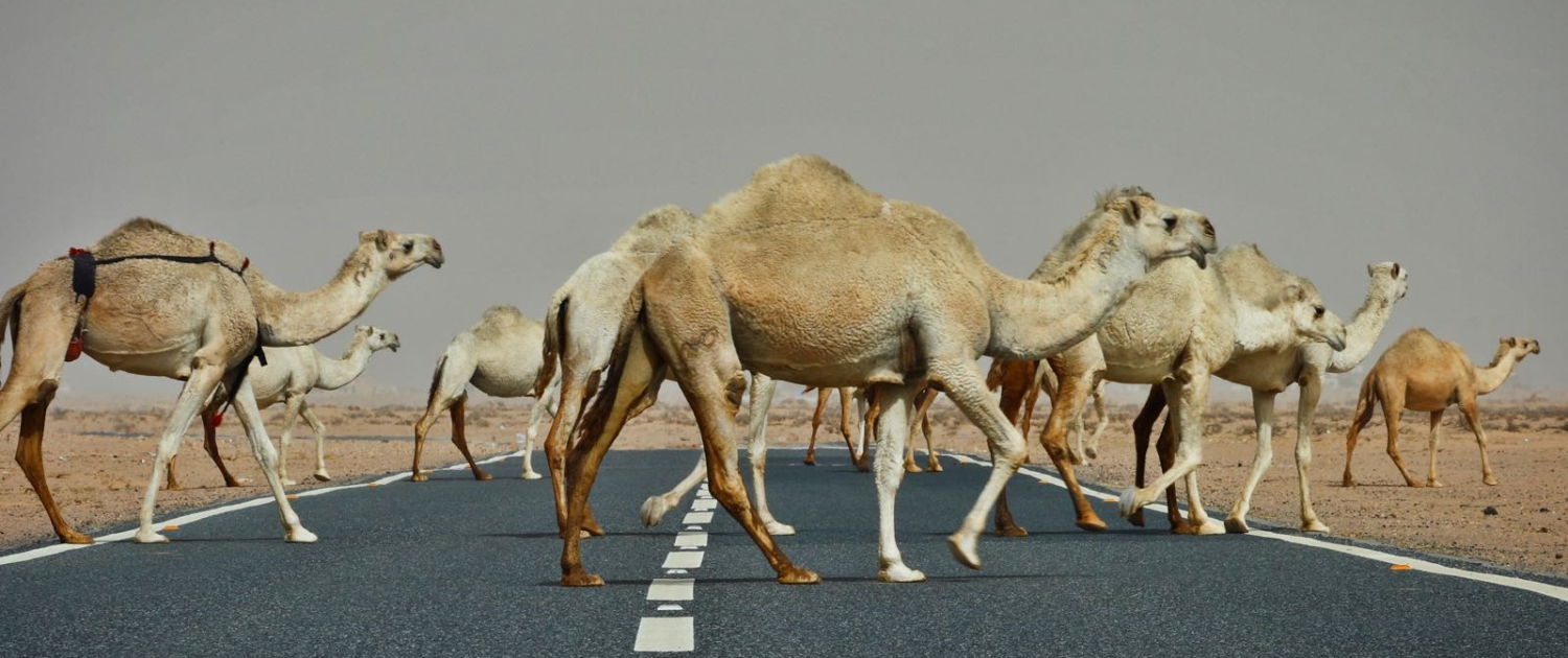 Landevej med kameler på rejse til Kuwait