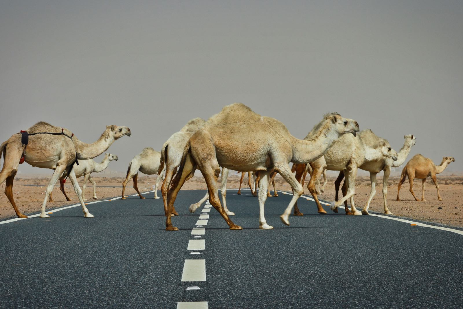 Landevej med kameler på rejse til Kuwait