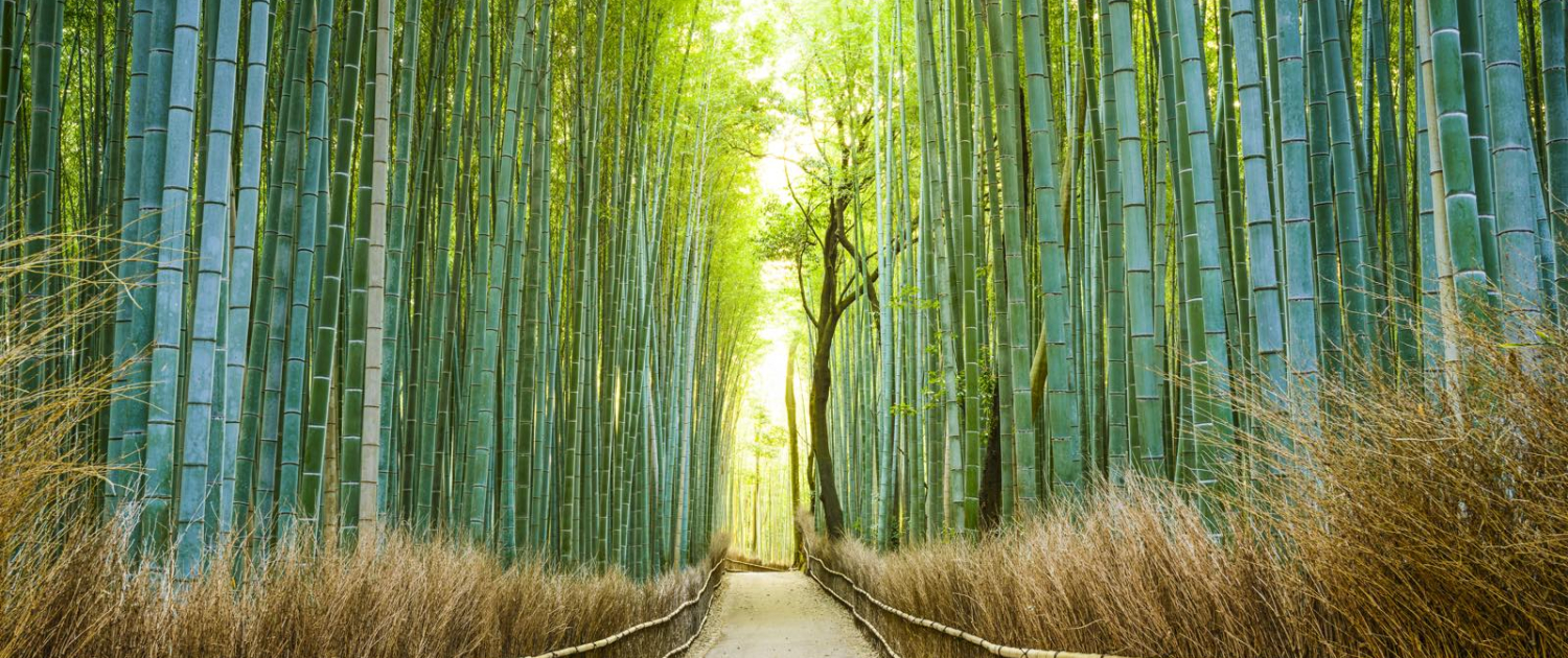 Kyoto på rejser til Japan