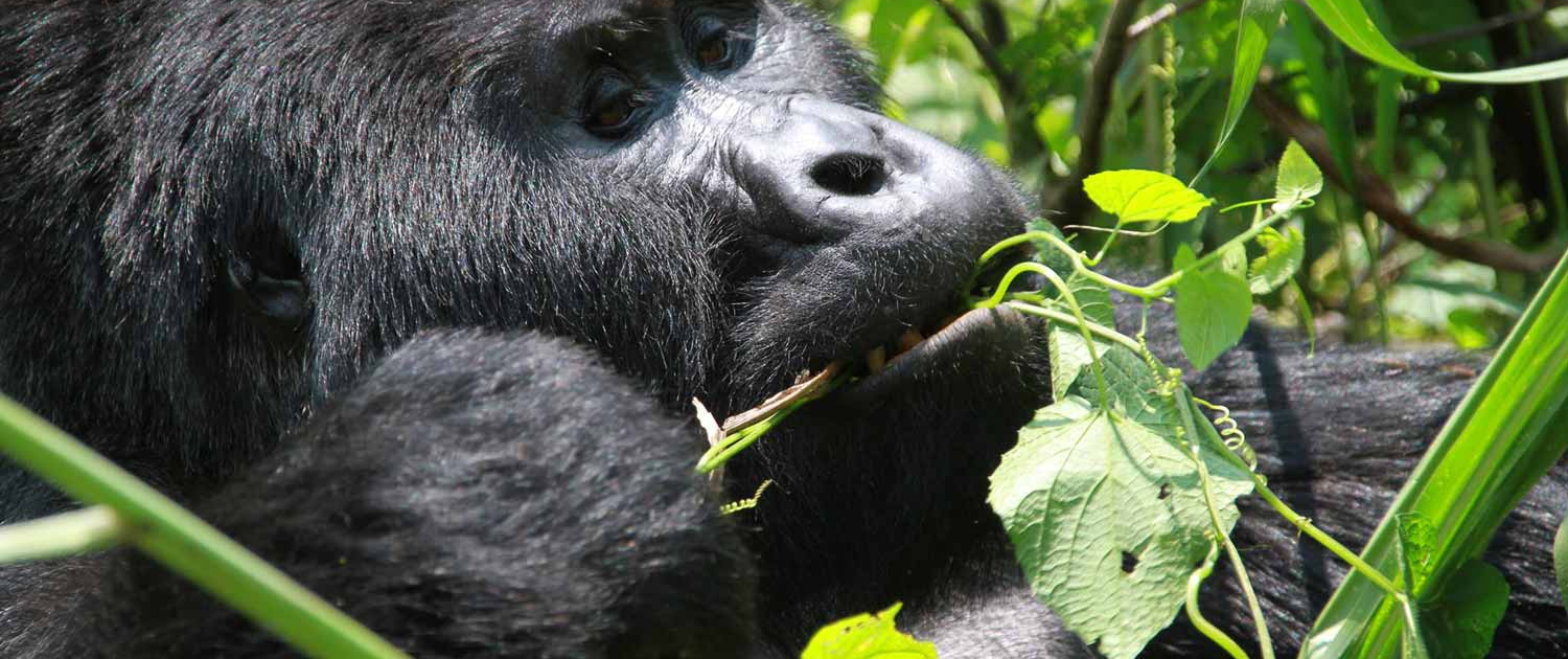 Gorilla, der spiser blade.