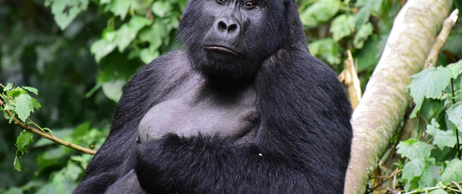 En gorilla læner sig op ad et træ og kigger ind i kameraet.