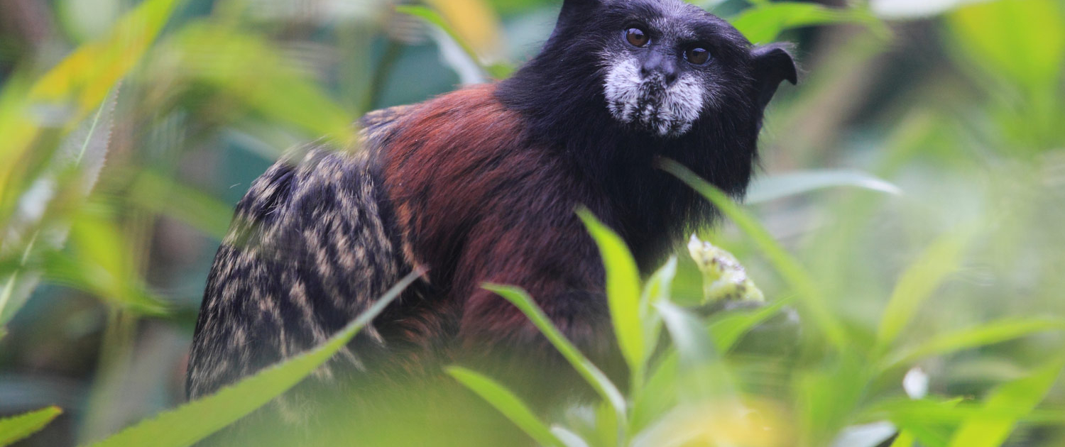 Saddleback Tamarin monkey